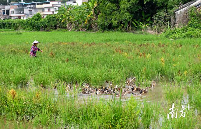 北京it外包公司有哪些_it外包市場分析及營銷模式探討_it外包服務